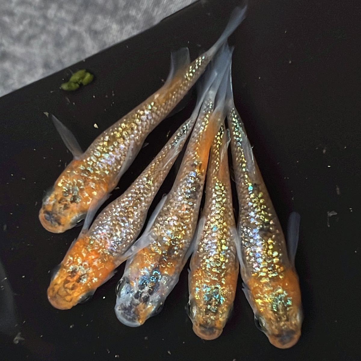 【貧血寝々】初出品　良血統　宮桜 ヒカリ体型 2ペア+メス　メダカ