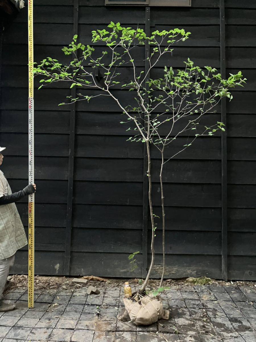 山取 ヤマボウシ ミヤマガマズミ付き