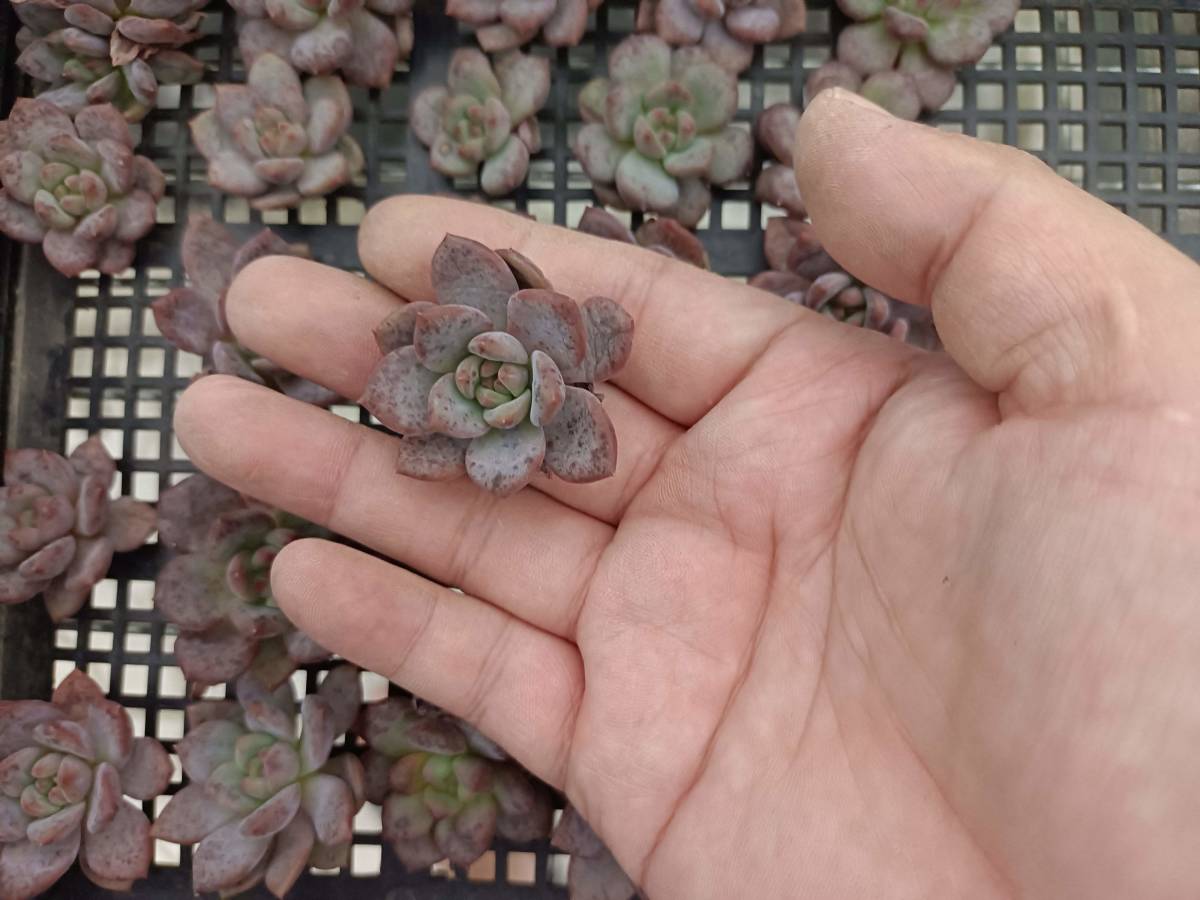 0919-fw152 アリエル25個 多肉植物 韓国 エケベリア　（9/22発送）