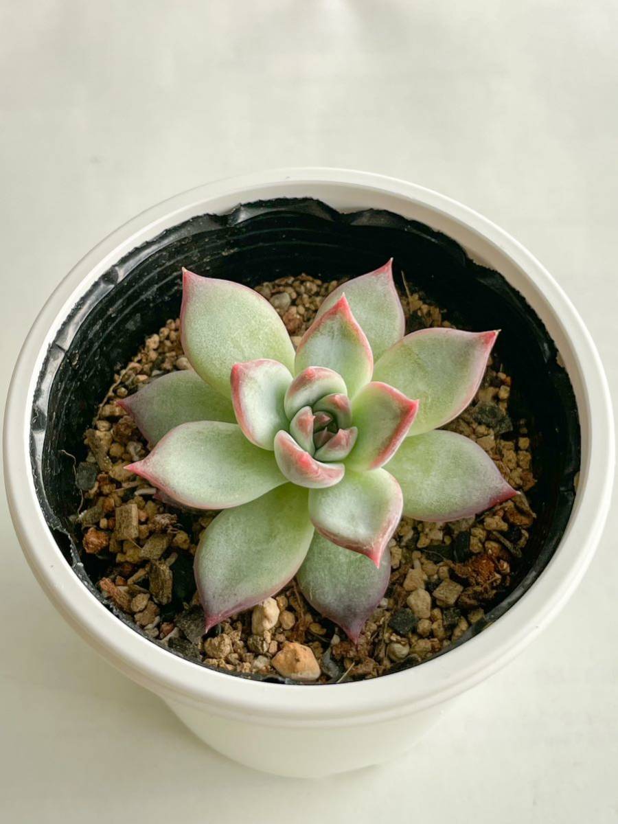 多肉植物 リンゼアナxコロラータ 交配種 エケベリア