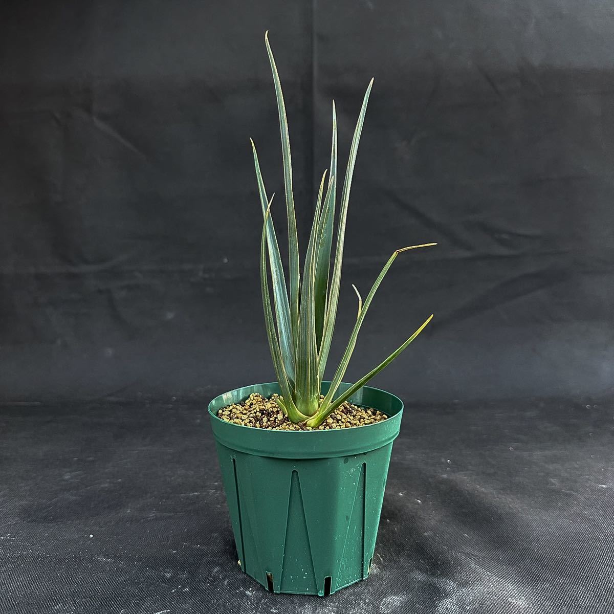 6 Dracaena cinnabari / ドラセナ シナバリ (発根済)龍血樹 ドラゴン 