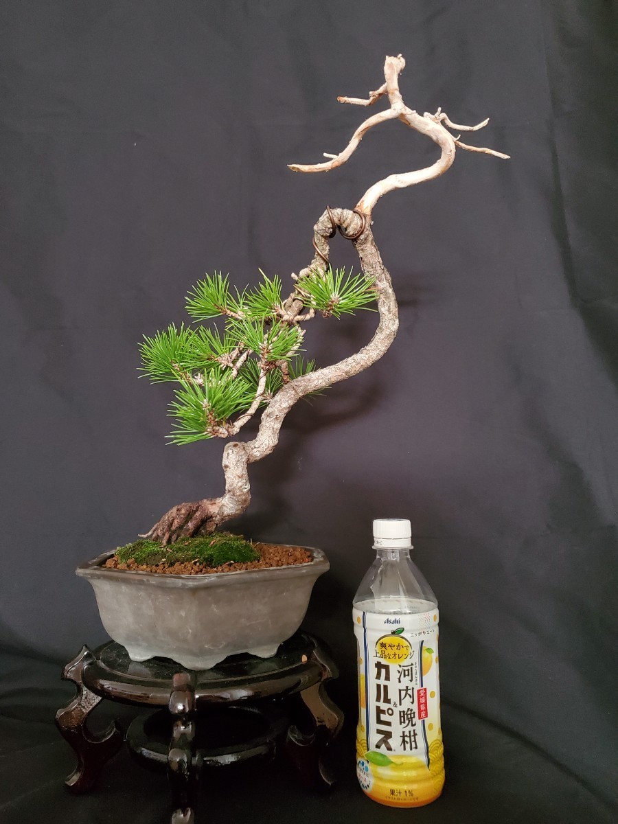 陽緑庵】赤松盆栽 中品盆栽 文人 (松柏)(松)｜売買されたオークション