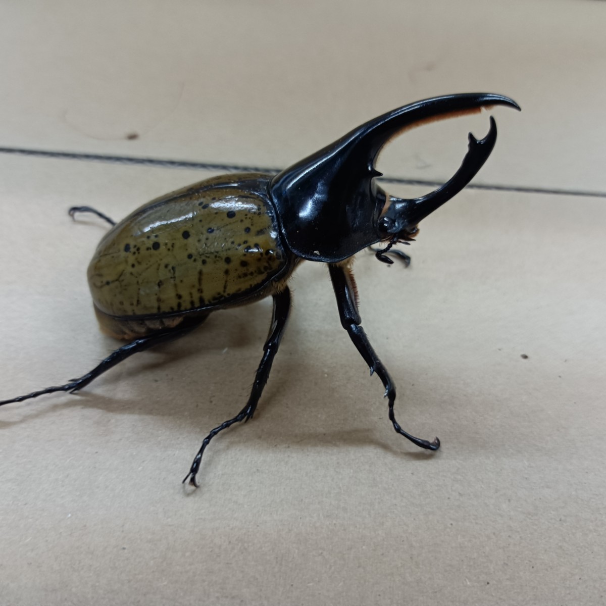 【最終値下げ】希少　モロンシロカブト(モロンオオカブト)♂標本 ファーブル伊藤の生き物日記「モロンがやって来た！」 ｜ 長崎バイオ