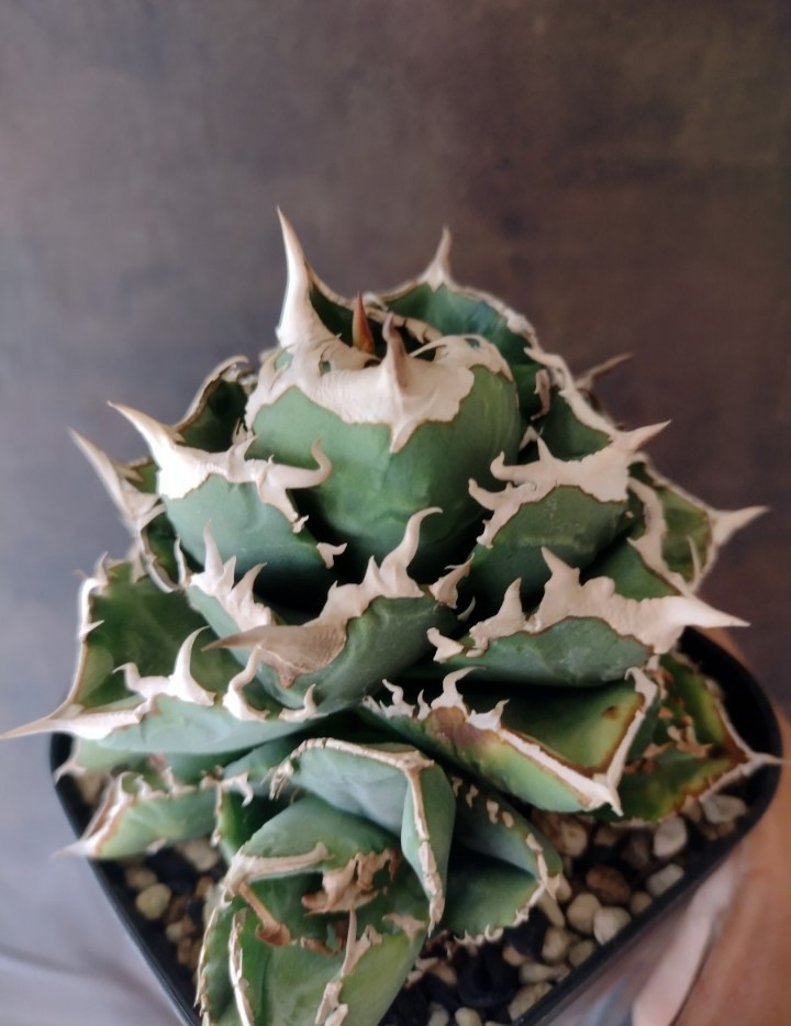 アガベ 【AGAVE TITANOTA WTC 2020-1】アガベ チタノタ 子株 子株付き