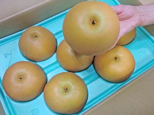 【Good】緊急入荷！大量12箱出品中！千葉県産 あきづき梨 大玉6～8玉 約5kg