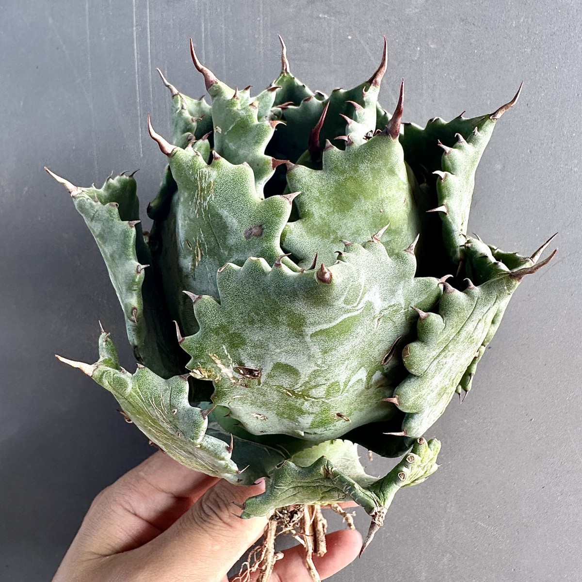 チタノタ アガベ | 姫巌竜 Agave 雷帝甲 メキシコ輸入産地種現地株 激