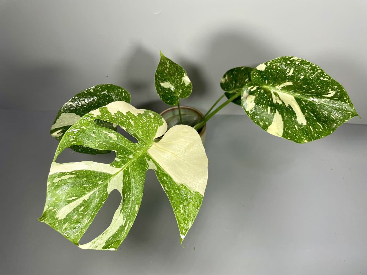 「63」 モンステラ デリシオーサ タイコンステレーション 斑入り Monstera Thai Constellation Variegata