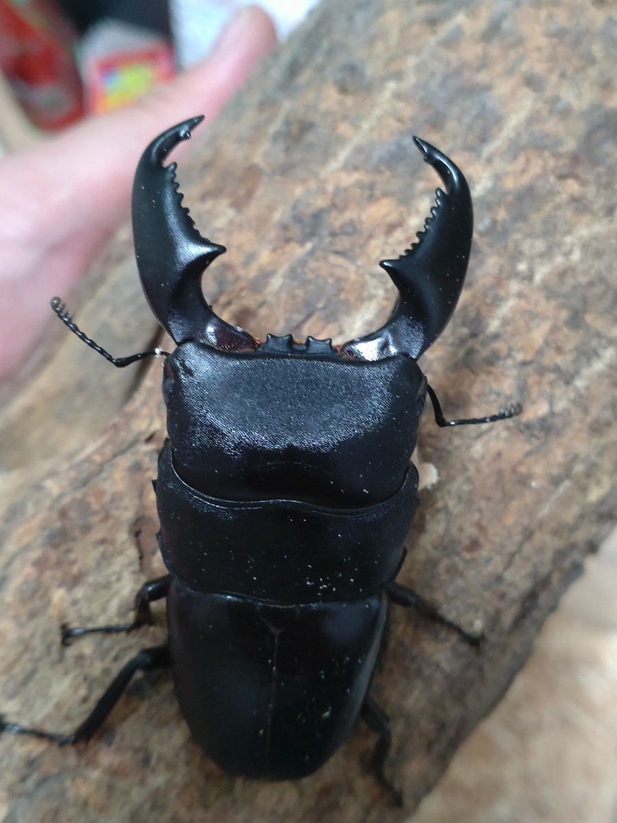 原名亜種ヒラタクワガタ スラウェシ島Airmadidiトリオ♂81mm♀37mm