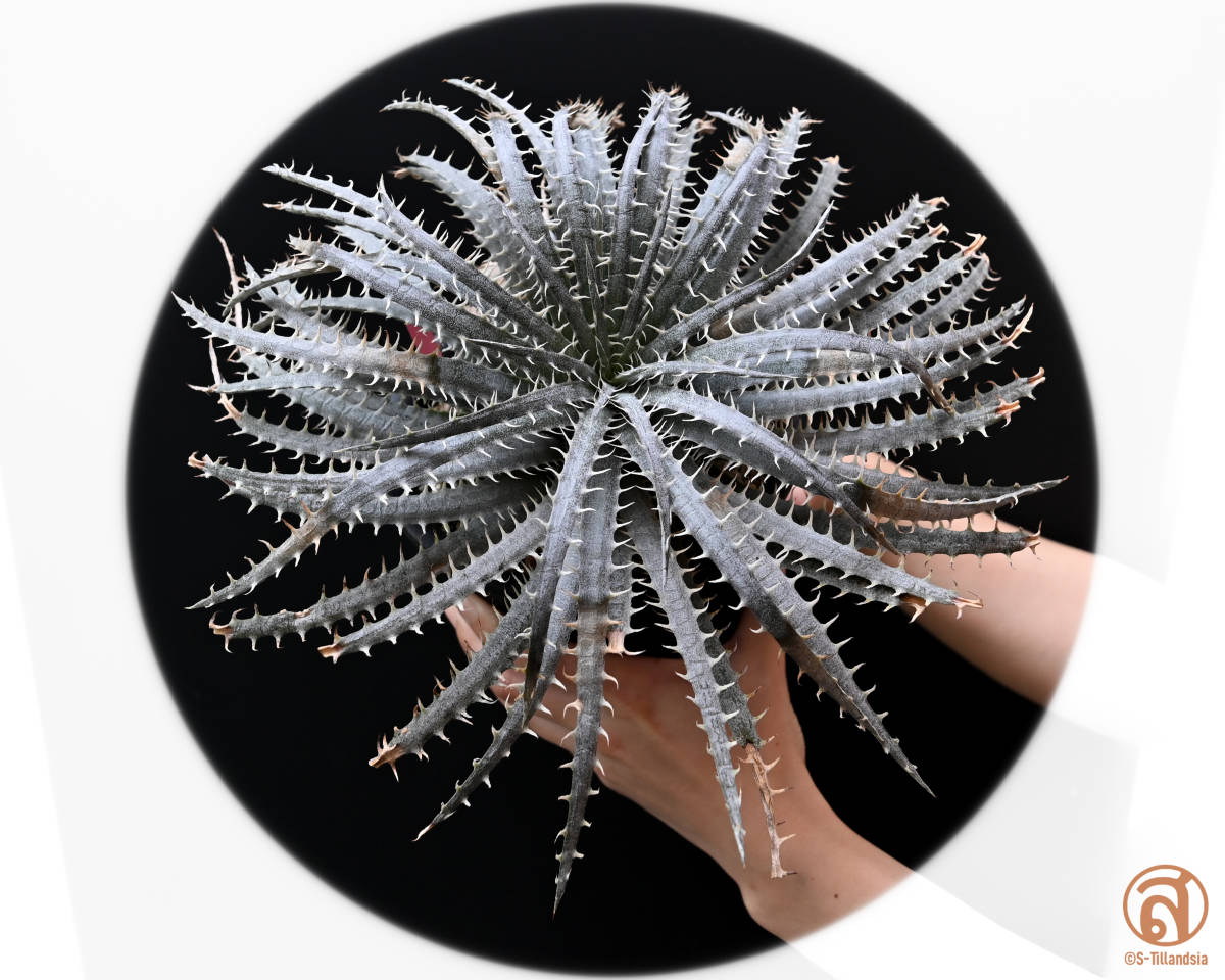 S-Dyckia -ディッキア-Delicata Snow White form 