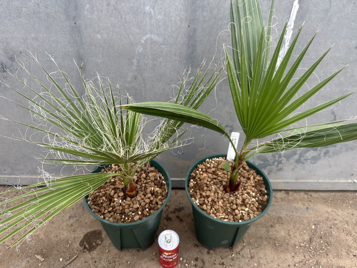 ブラヘア アルマータ 特白個体 Brahea armata 検/ヤシ 椰子 ヤシの木