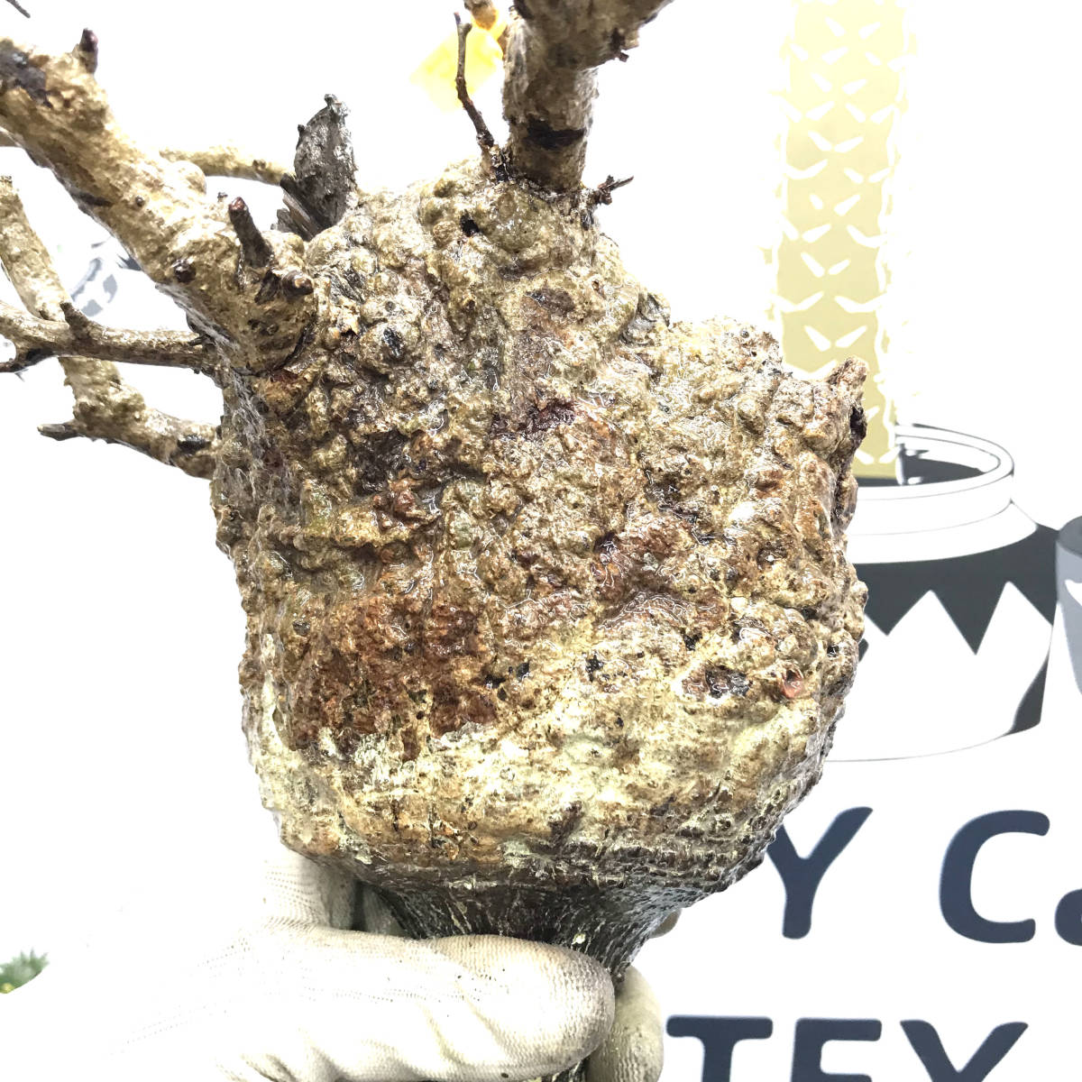 9/23到着 2006 山採り新鮮ベアルート株オペルクリカリア パキプス Operculicarya Pachypus 現地株 未発根 抜き苗 観葉植物 