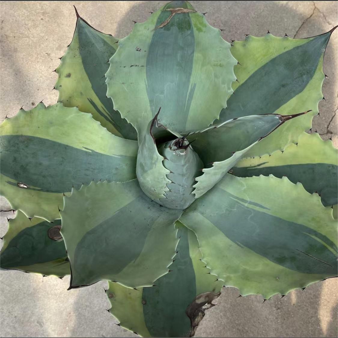 Y18 貴重な希少種 多肉植物 アガベ オバティフォリア オルカ 超希少錦 覆輪錦 厳選極美極上株