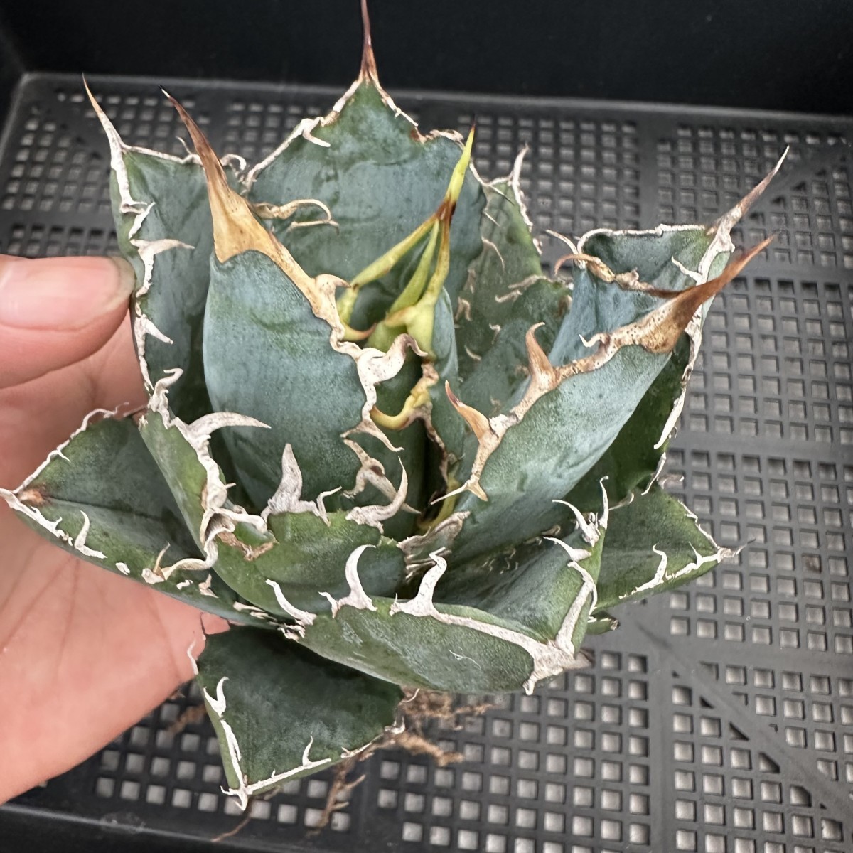 41S 特選 アガベ 多肉植物 チタノタ 白鯨 強棘 極上株 