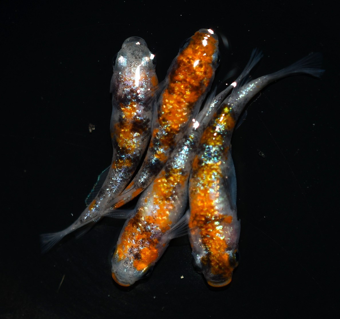 ☆あいちゃんメダカ☆【現物出品】桜餅　２ペア 【A２】