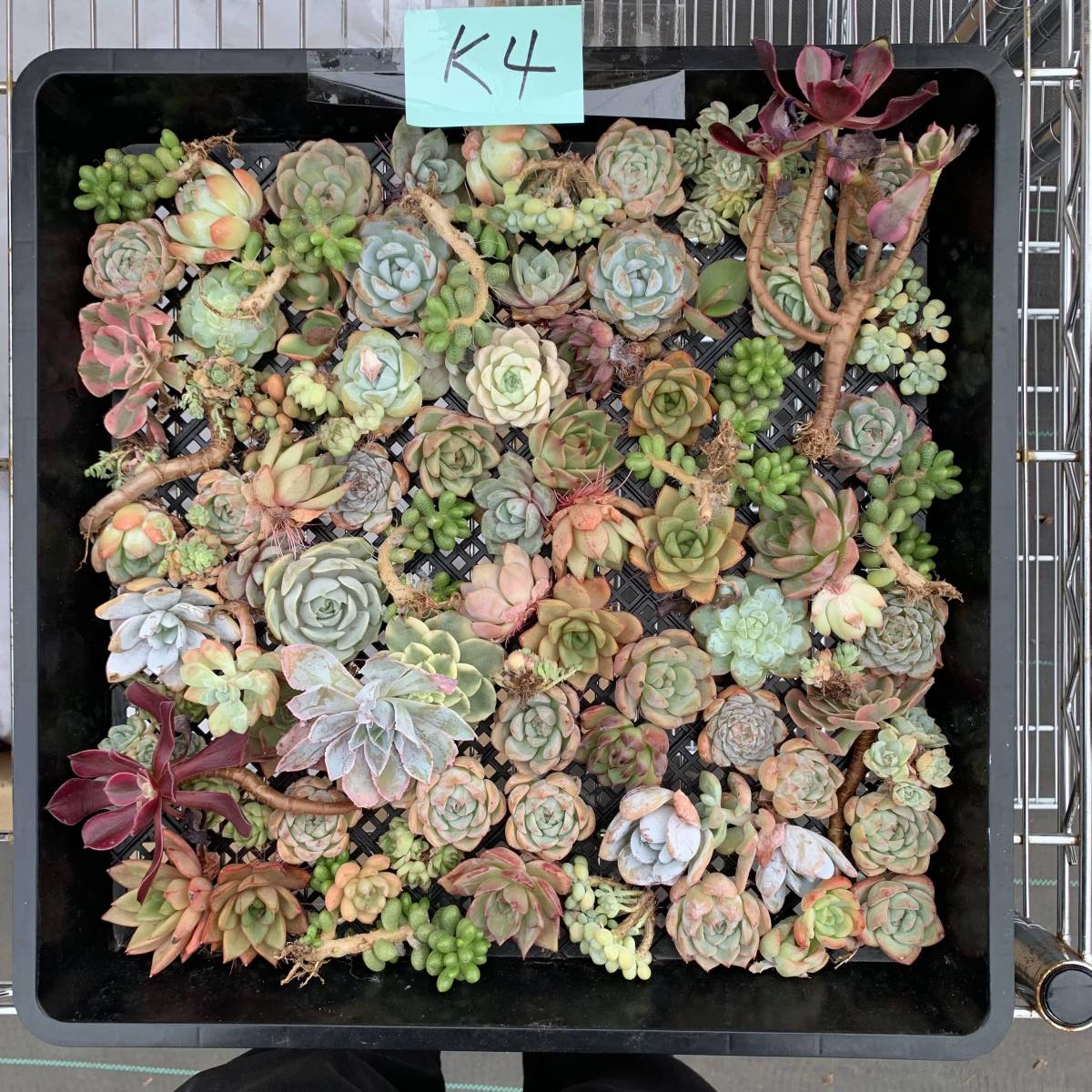 K4多肉植物 エケベリア　50株ほど　多肉植物 超美品レア種 即可　超美苗 サボテン 観葉植物 花