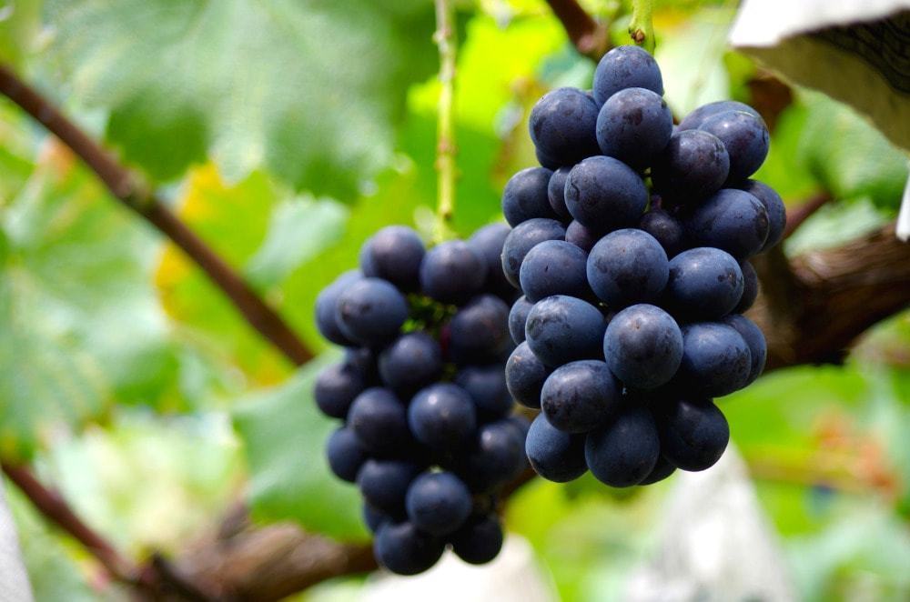 山梨県産　種無し巨峰　4キロ　