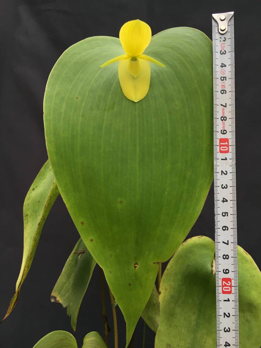 洋蘭 原種 プレウロサリス属 Pleu.titan コロンビア産 草丈150cmに達する属中最巨大種 ツボミ付き良株 4号鉢