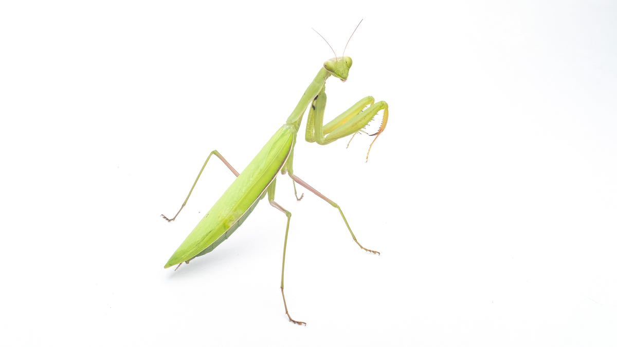 ウスバカマキリ　ペア　リング紋