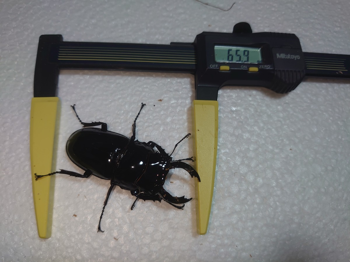 レギウス（カメルーン）【即ブリ】新生虫・未使用♂66ミリ♀49ミリペアの出品となります。余品として出品させて頂きます。