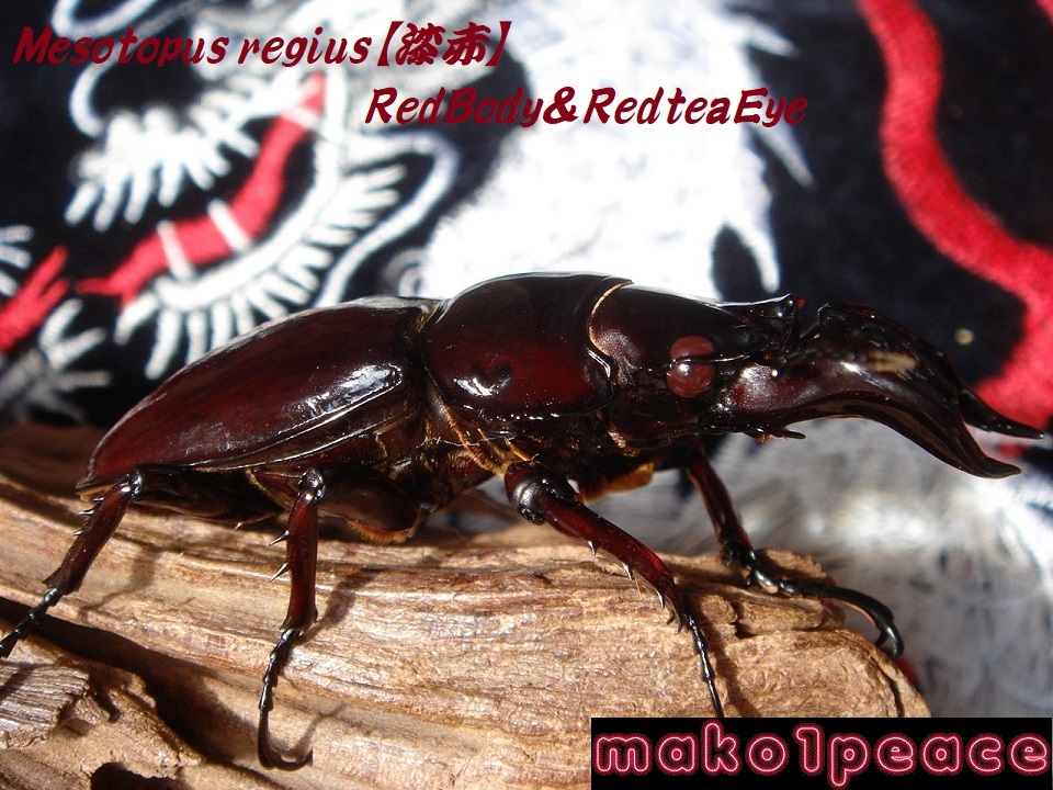 ∞Ｍ.レギウス♂【漆赤】×♀【漆赤・RW】ペア ∞