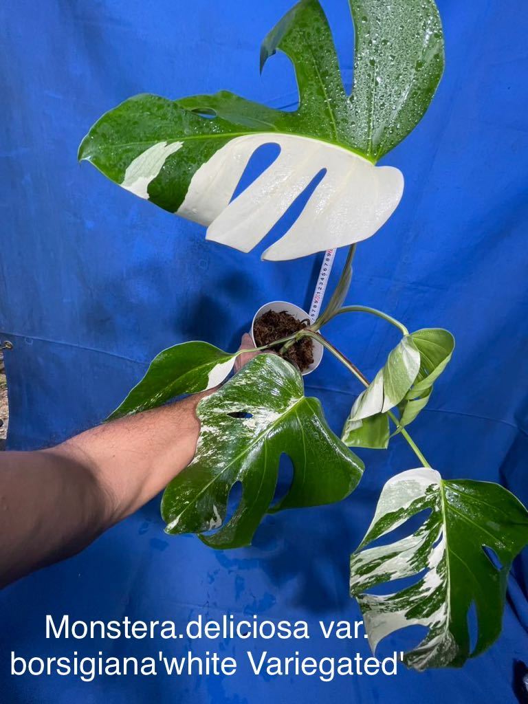 1015 斑入り モンステラ デリシオーサ バラエティー ボルシギアナ