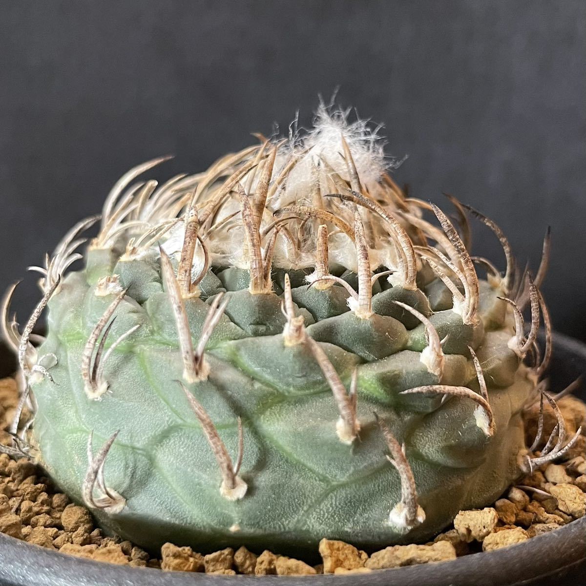 ツルビニカルプス サボテン 多肉植物 昇竜丸 昇雲竜 | Yahoo 