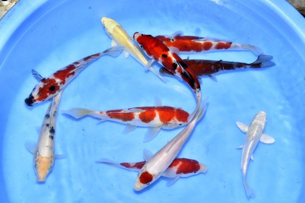 【錦鯉・ミックス10尾セット・18センチ前後・同梱不可】