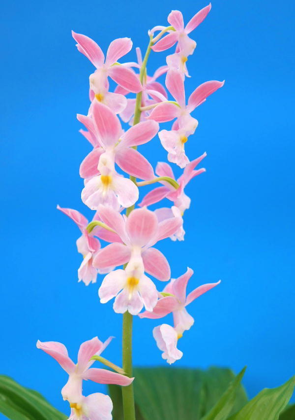 ∞萠春園∞　自然種コオズエビネ　強芳香種　 【ピンク】　中小苗　（検:えびねらん・寒蘭・春ラン・山野草・ニオイ）