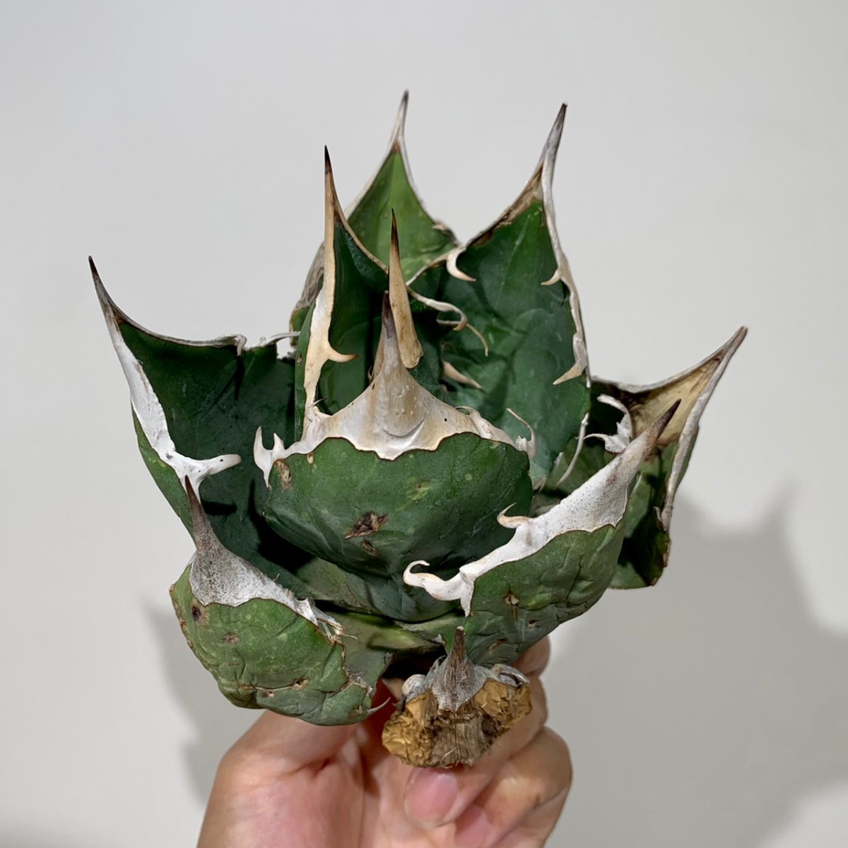 黒鋸歯アガベ オテロイ実生 LOOPPLANTS 2022年ロット オアハカ