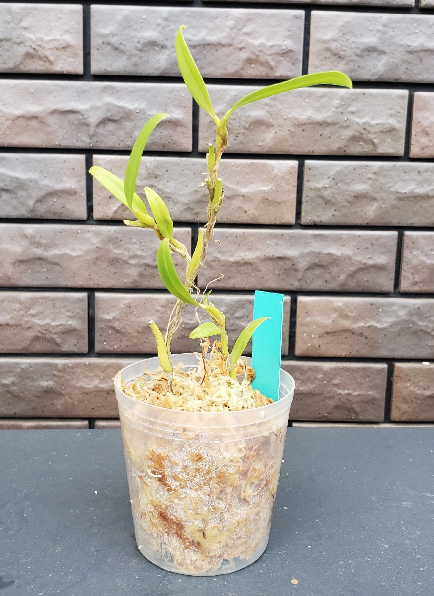 Bulbophyllum angustifolium 洋蘭 原種_2