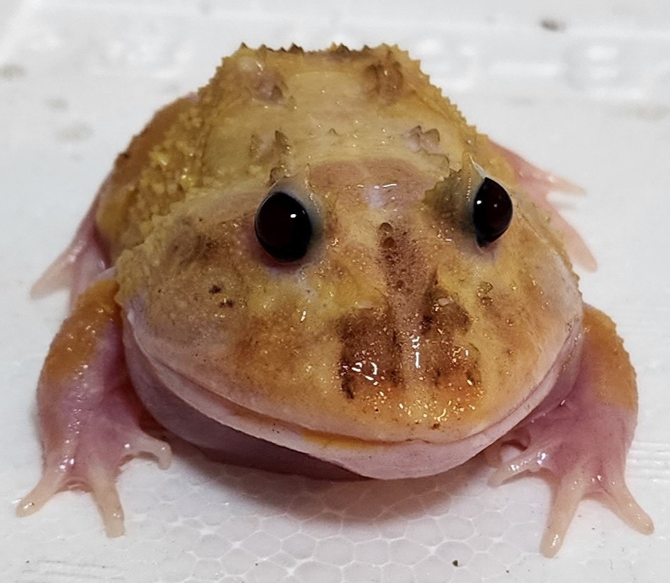 大人気，限定SALE ミュータント エクリプスアイ クランウェルツノガエル 8cm メス(カエル)｜売買されたオークション情報、yahooの商品情報をアーカイブ公開 - オークファン カエル
