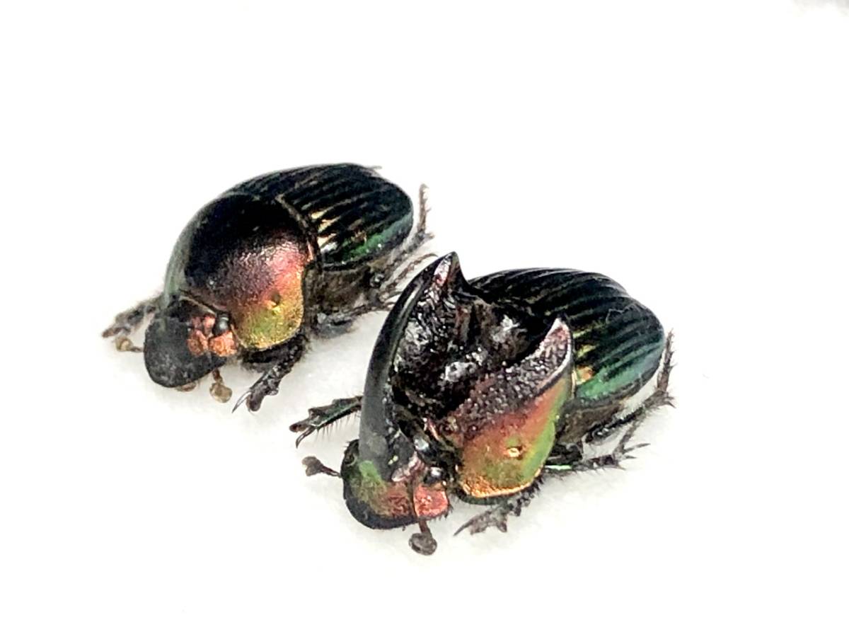 【札幌発】トリデンスニジダイコクコガネ　ダイコクコガネ　昆虫標本　no.59