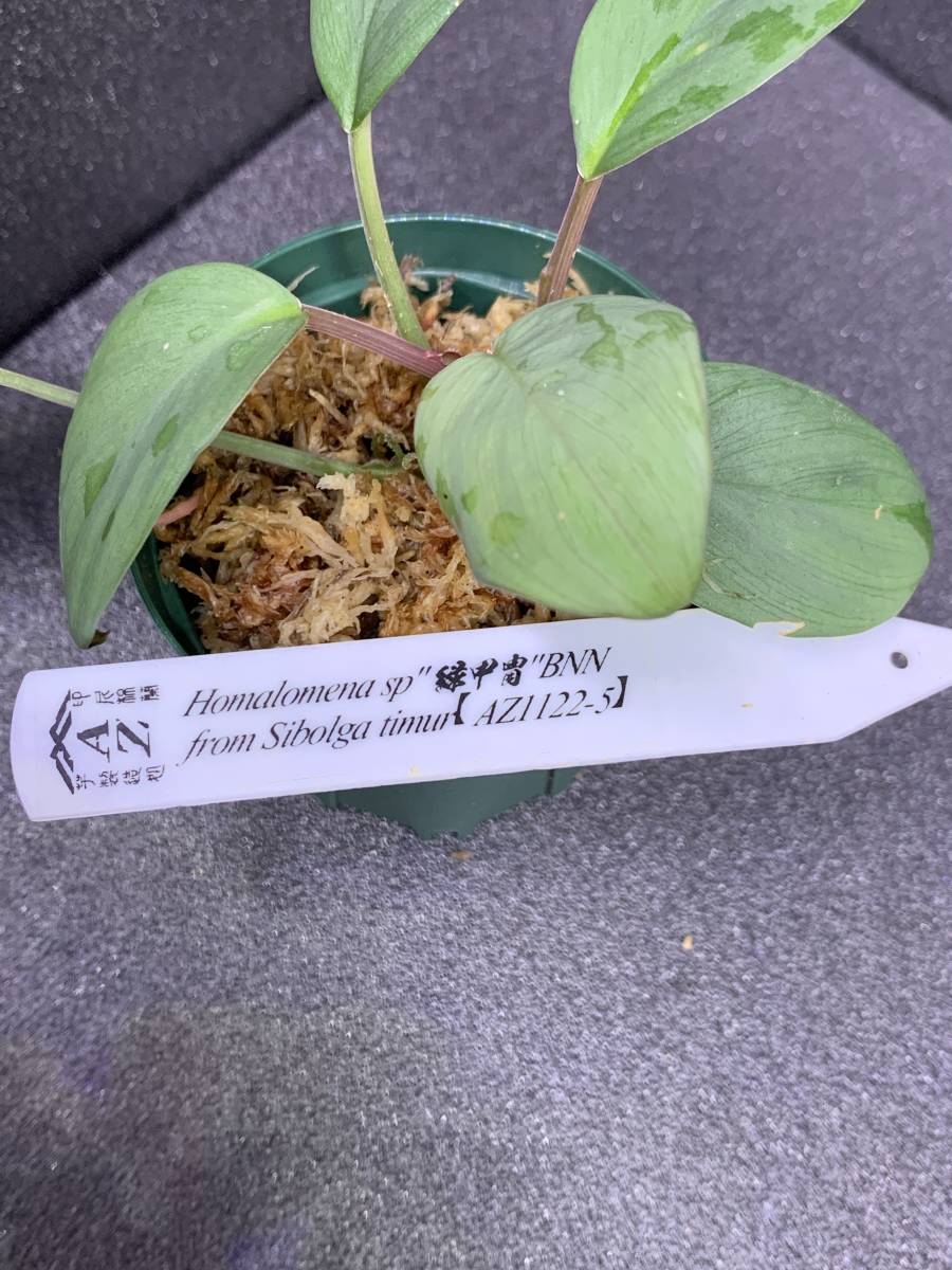 Homalomena sp.緑甲冑　AZ0822-3 採取者タグ付 Homalomena sp.緑甲冑 AZ0822-3 採取者タグ付 観葉植物 Homalomena sp
