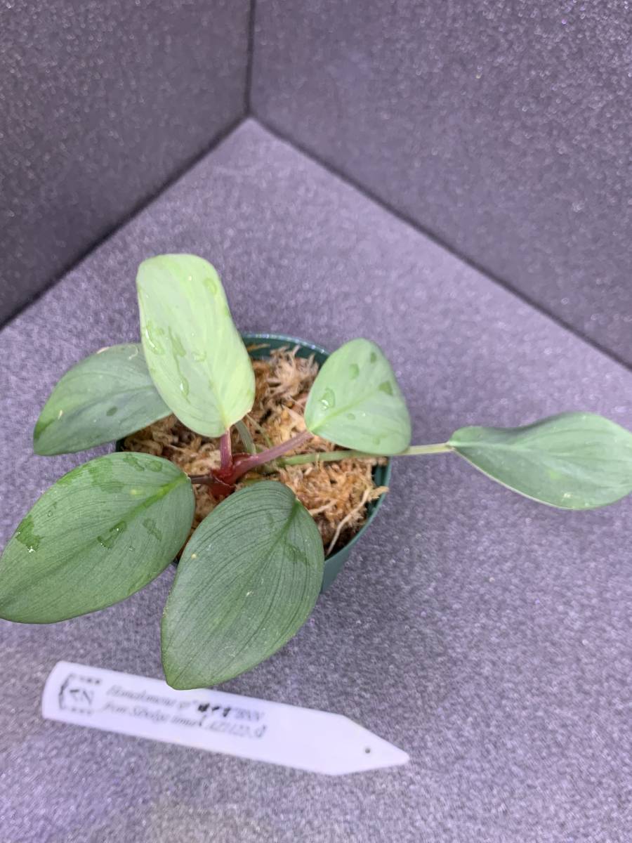 Homalomena sp.緑甲冑 AZ0822-3 採取者タグ付 観葉植物 Homalomena sp