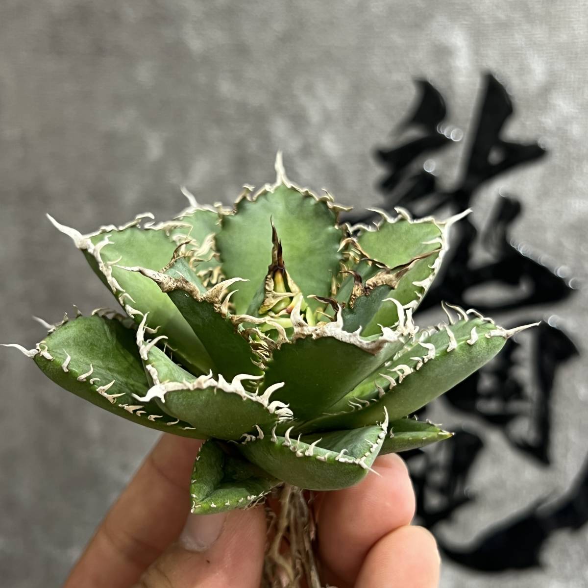 【龍園觀】①No.651 特選 アガベ 多肉植物 チタノタ 圓葉拇指 フィリグリー 強棘 極上株