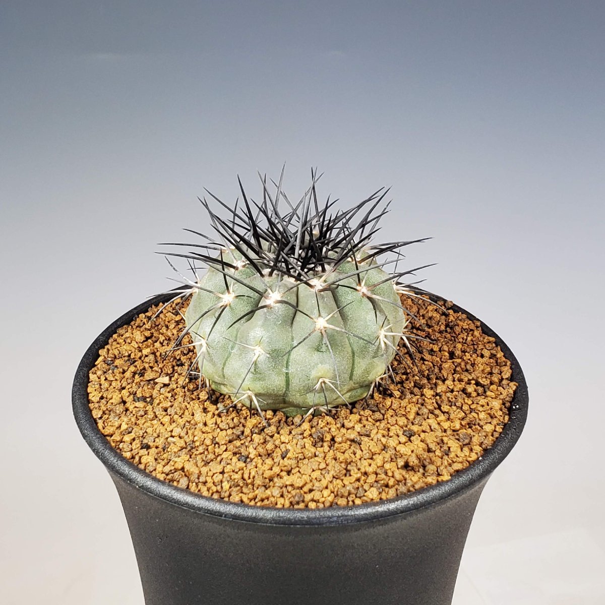 コピアポア・カルデラナ N Caldera 9cm鉢 ■カクタス長田