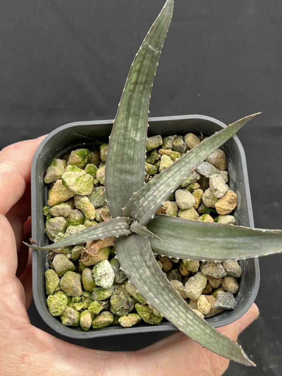 レア種　アロエ　アンカラネンシス（実生苗） アロエ レア種 アンカラネンシス（実生苗） Aloe ankaranensis 公式
