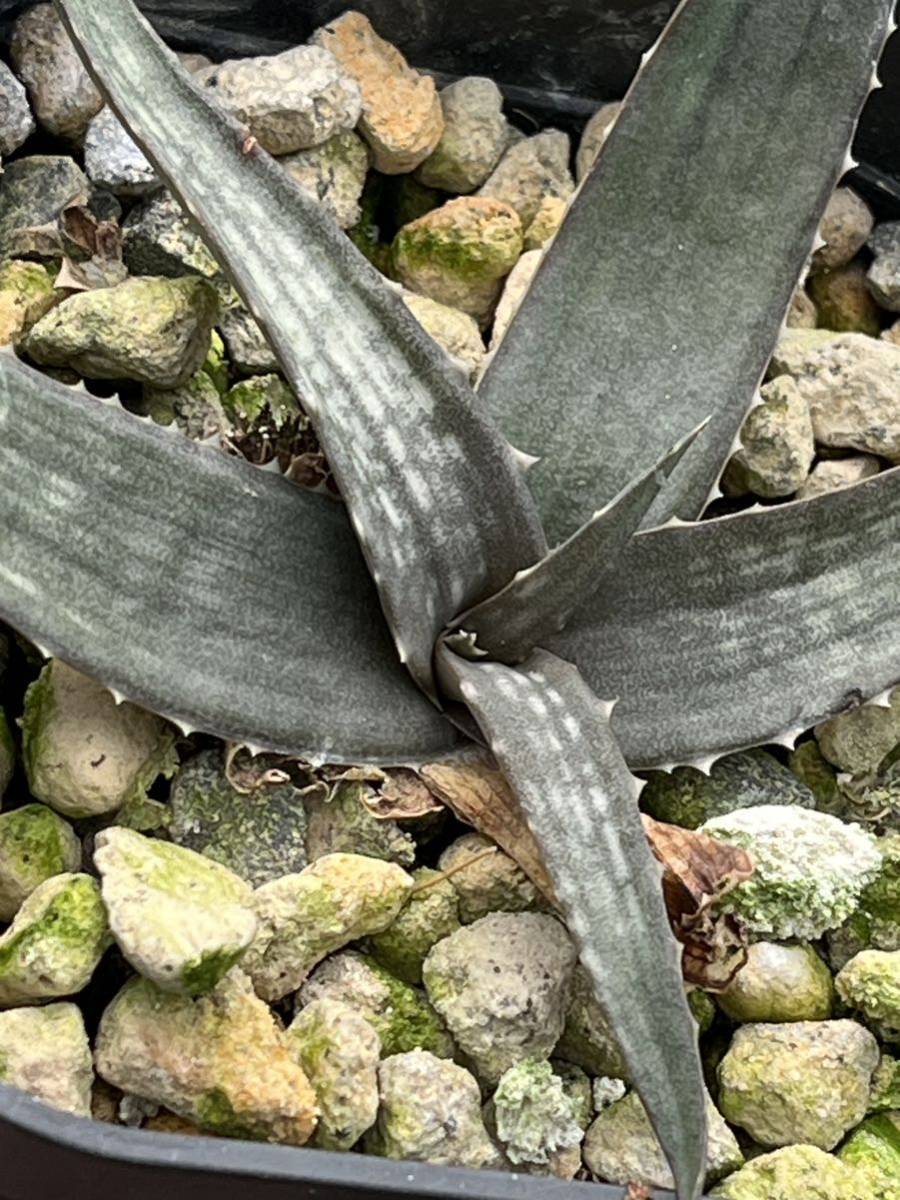 アロエ レア種 アンカラネンシス（実生苗） Aloe ankaranensis 公式