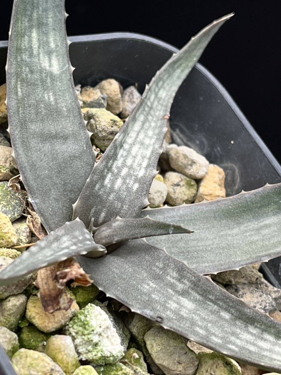アロエ レア種 アンカラネンシス（実生苗） Aloe ankaranensis 公式