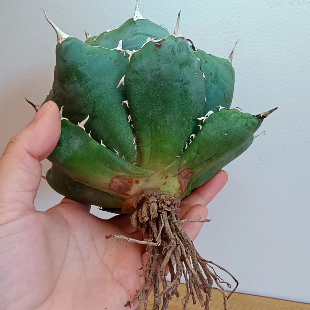 Y599 アガベ チタノタ 白鯨 agave titanota Hakugei 極上強棘 精選株