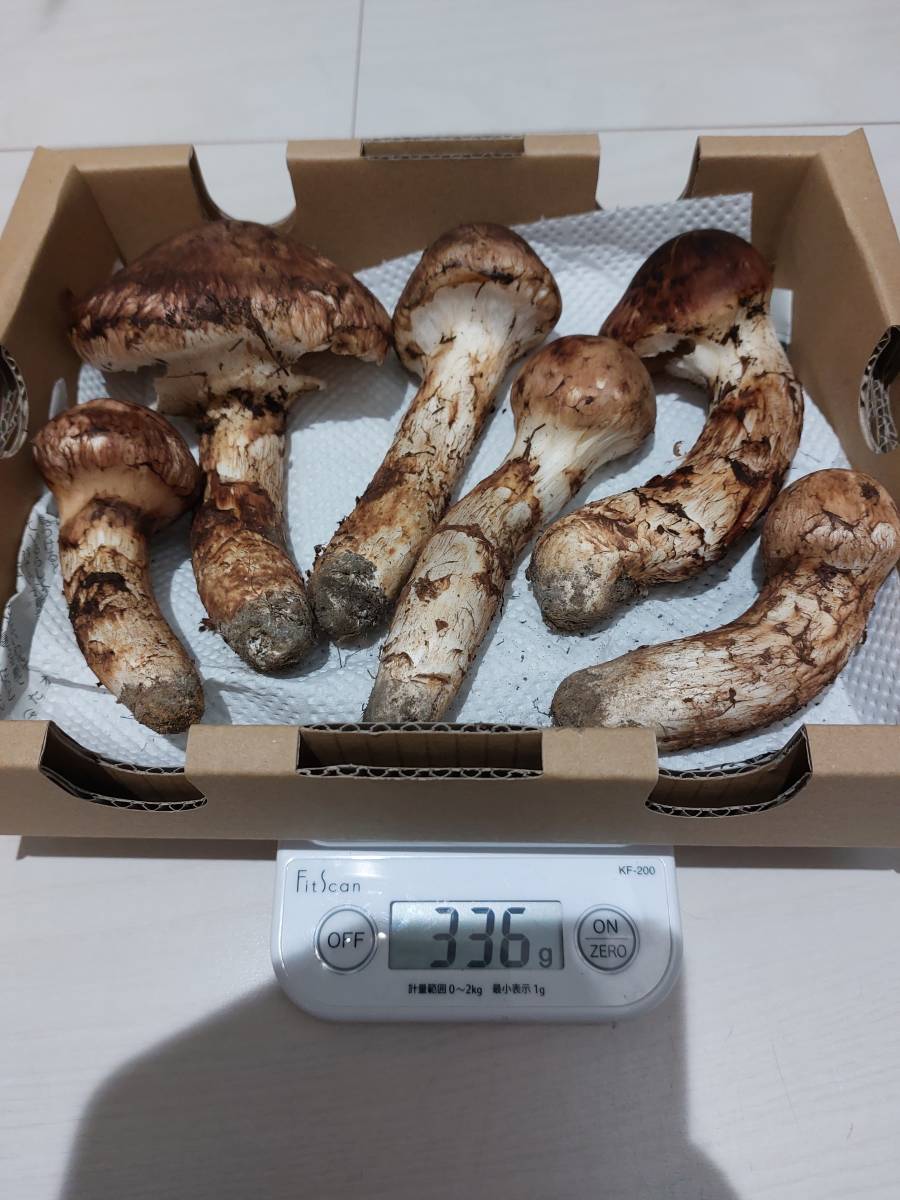 岩手県岩泉産松茸10⁄17午前採り(開き) 岩手県産松茸 本日17