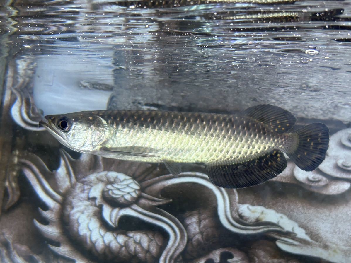 ノーザンバラムンディ　アロワナ　パプア・ニューギニア産ワイルド