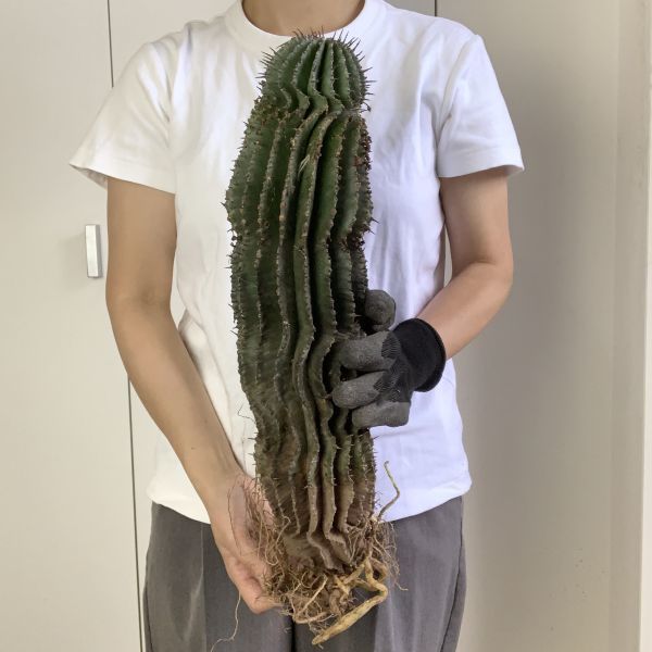 ユーフォルビア　ホリダ　大株 ユーフォルビアホリダ大株