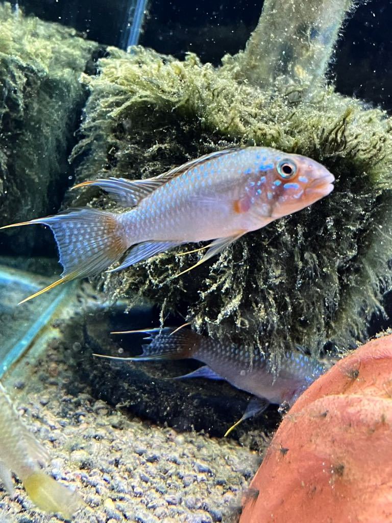 アピストグラマー sp.tony 1ペア