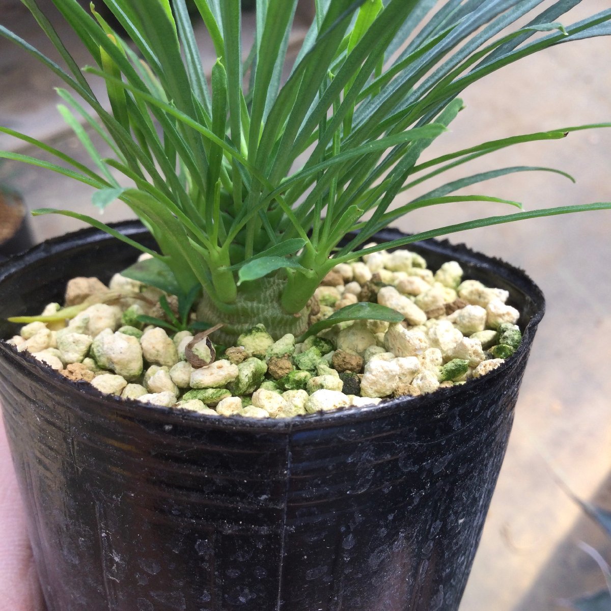 10/21 (2) ムルチフォリア　実生　7.5cm鉢　※ 注記あり。ユーフォルビア　『エムズプランツ』