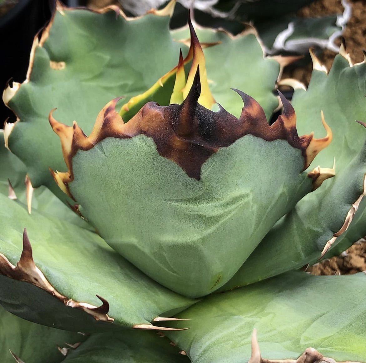 アガベ チタノタ ' 農大 ' agave titanota ' 農大 ' 19 | 1STSSS.COM