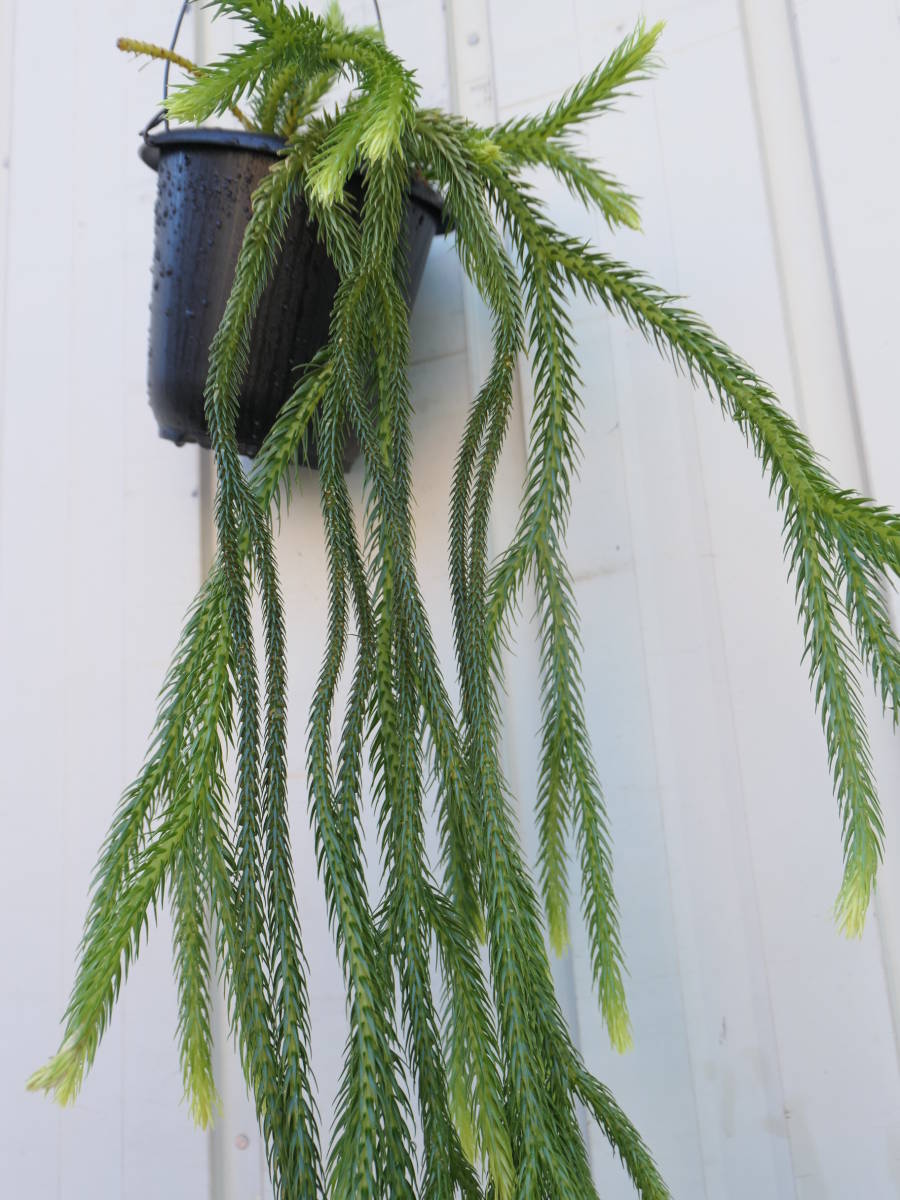 ◎＿◎；）☆Huperzia sp.☆フペルジア☆carinata系？☆チクチクシダ