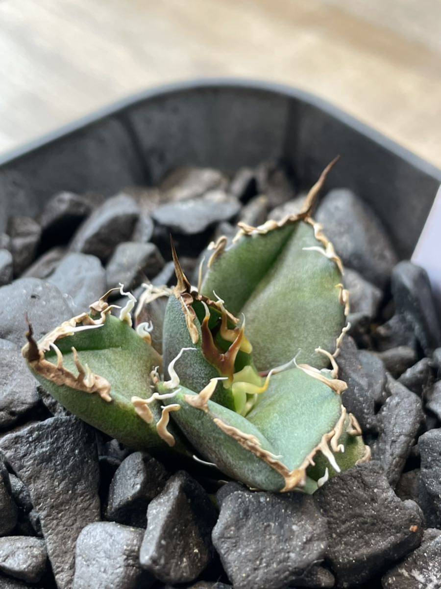 発根済み連棘あり子株】Agave titanota Caesar シーザー アガベ