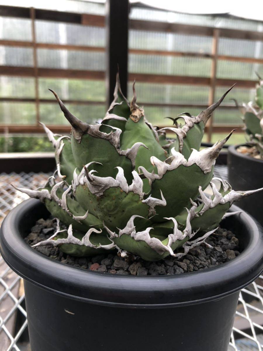 Agave titanota 'Caesar' シーザー PREMIUM 抜き苗 スーパー