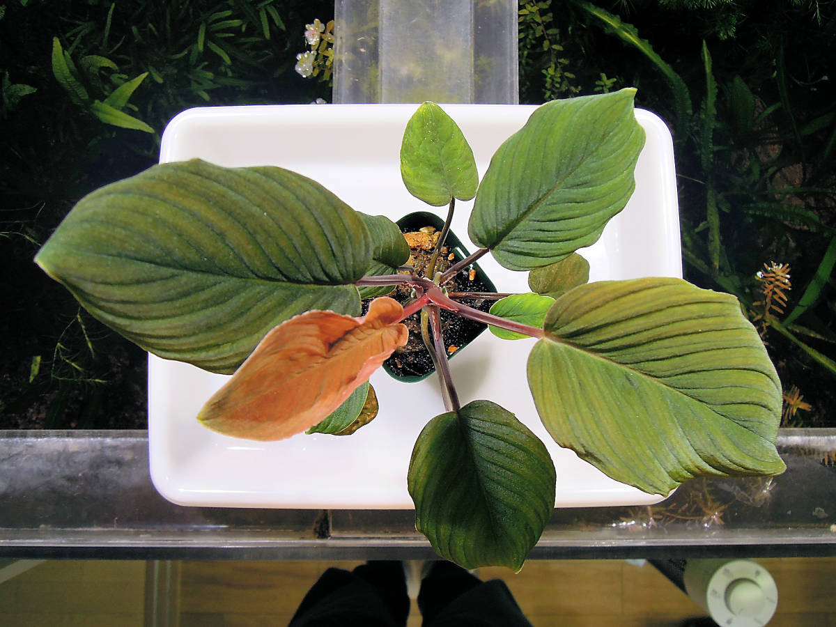 Homalomena sp. ホマロメナ | ロバートぷりんのブログ 店舗 サラワク州